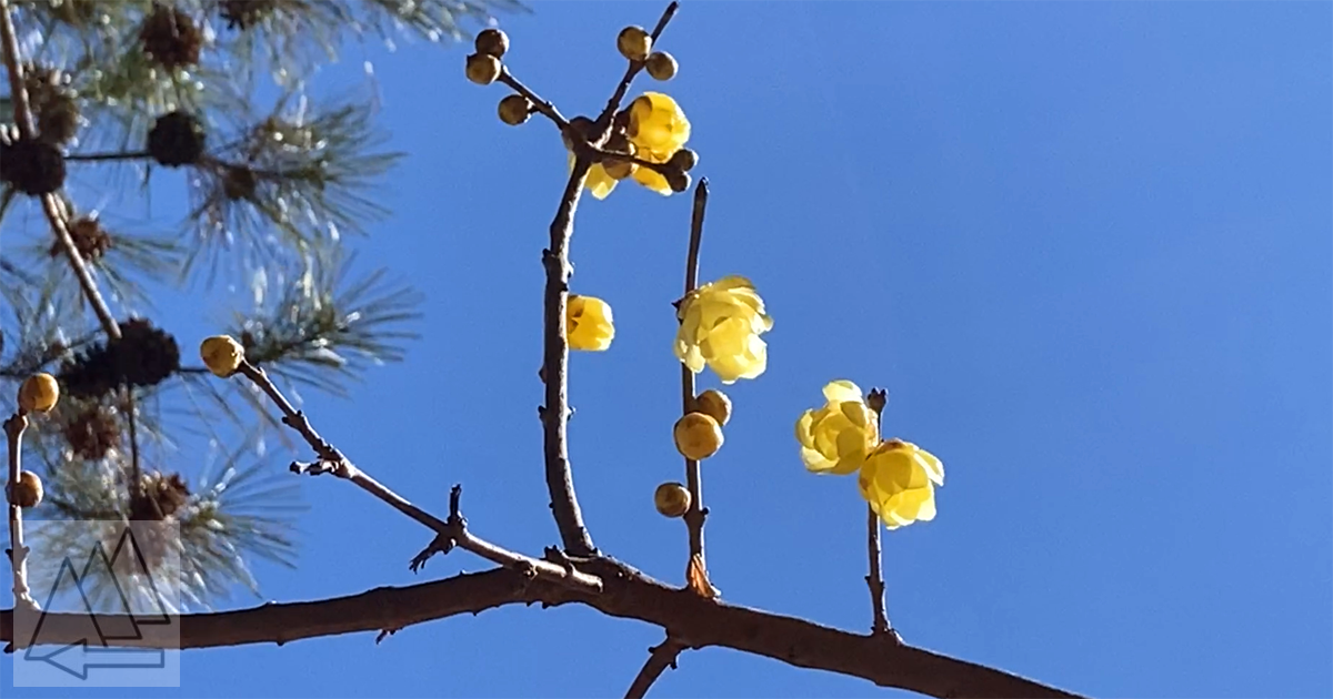 蝋梅の花が開き始めた