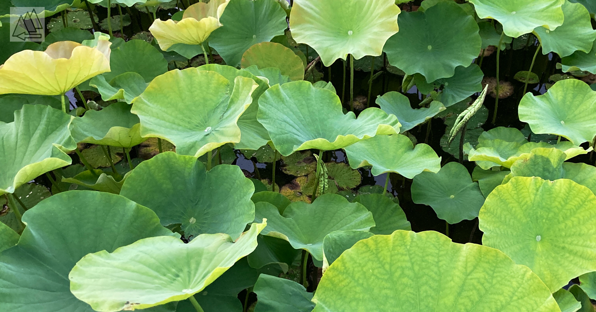 蓮　上野公園　不忍池