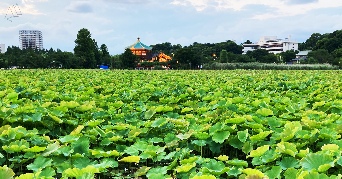 上野公園　不忍池　蓮ハス　2022年6月