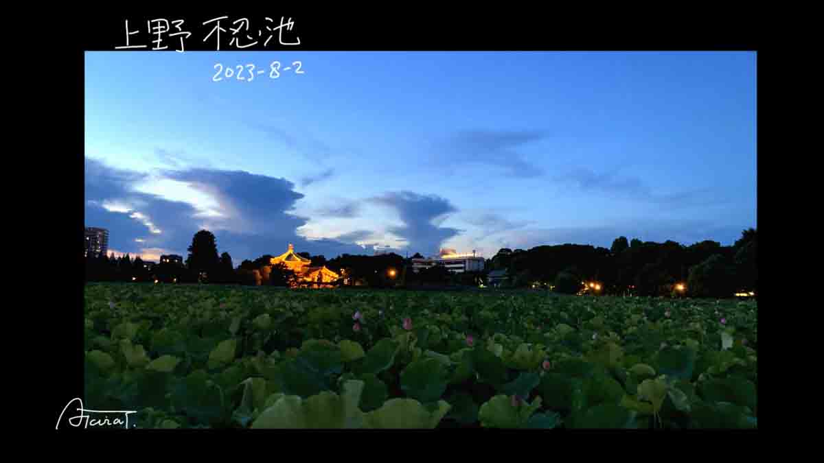 上野不忍池　蓮　UENO