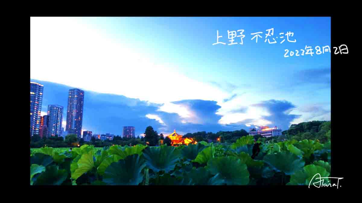 上野不忍池　今年の夏も蓮が素晴らしい 2023年