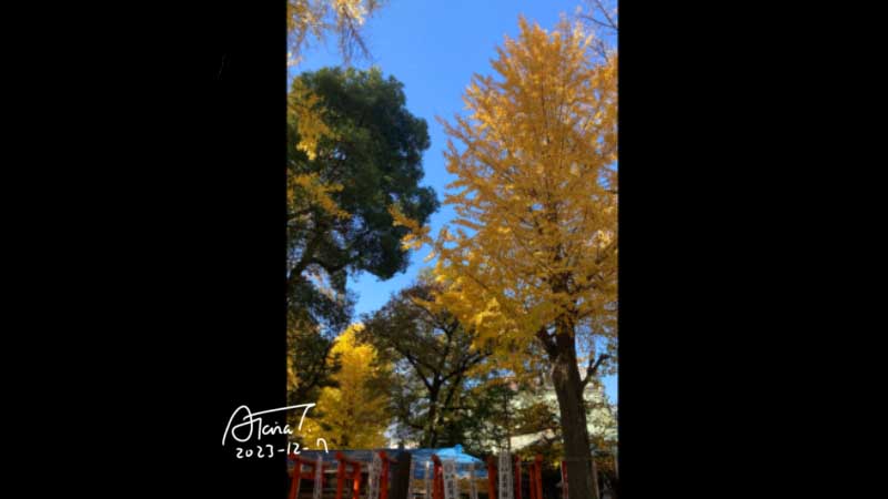 雑司が谷鬼子母神堂　イチョウ　12月
