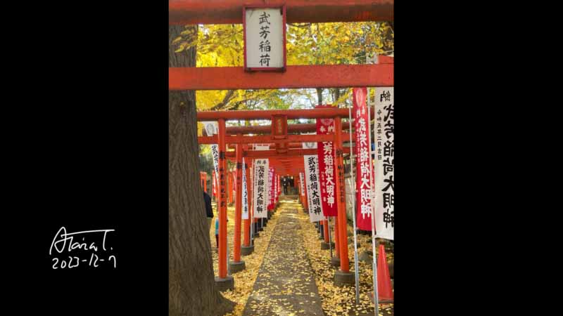 雑司が谷鬼子母神堂　12月　イチョウ